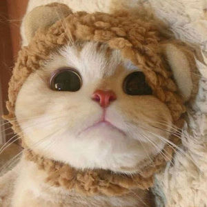 Meet your Posher, Susanna